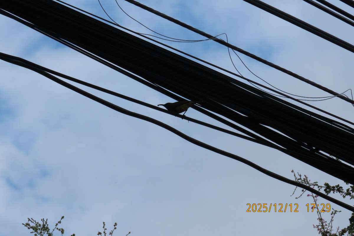 Ornate Sunbird - ML646783576