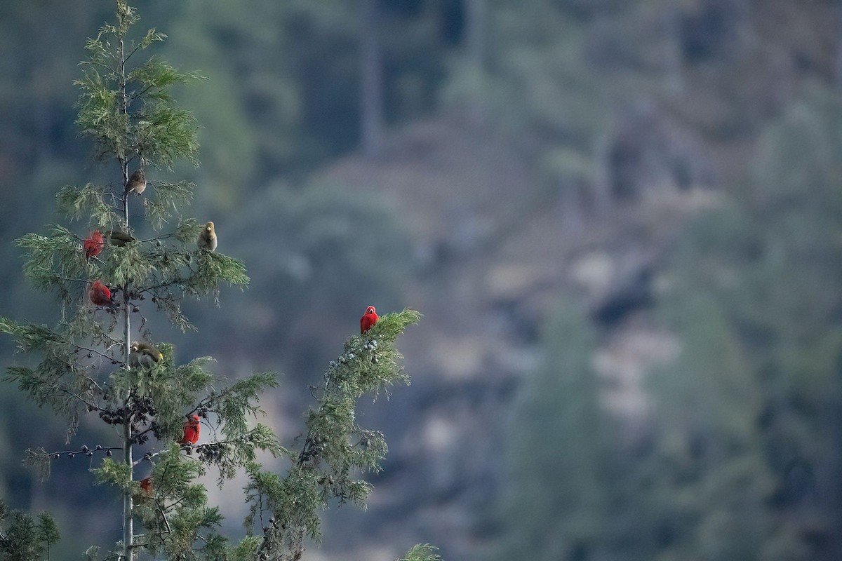 Camachuelo Escarlata - ML646783577