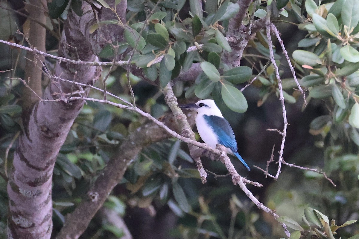 Белоголовая альциона - ML646783579