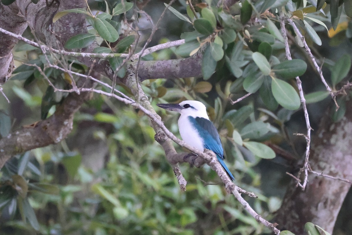 Белоголовая альциона - ML646783580