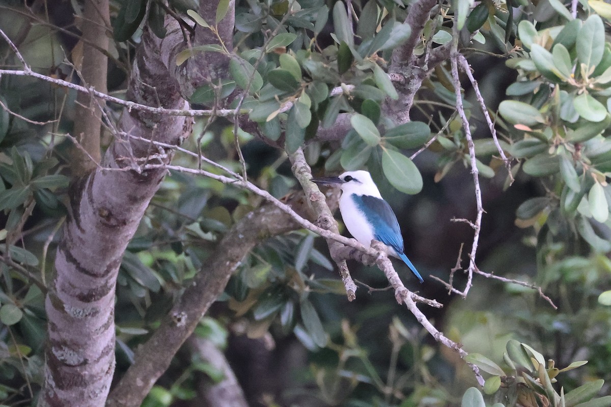 Beach Kingfisher - ML646783581