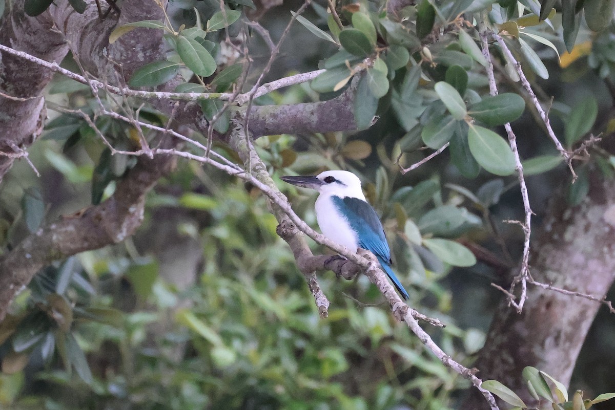 Beach Kingfisher - ML646783582