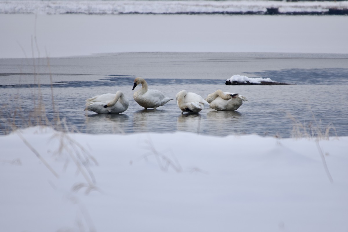 Trumpeter Swan - ML646783583