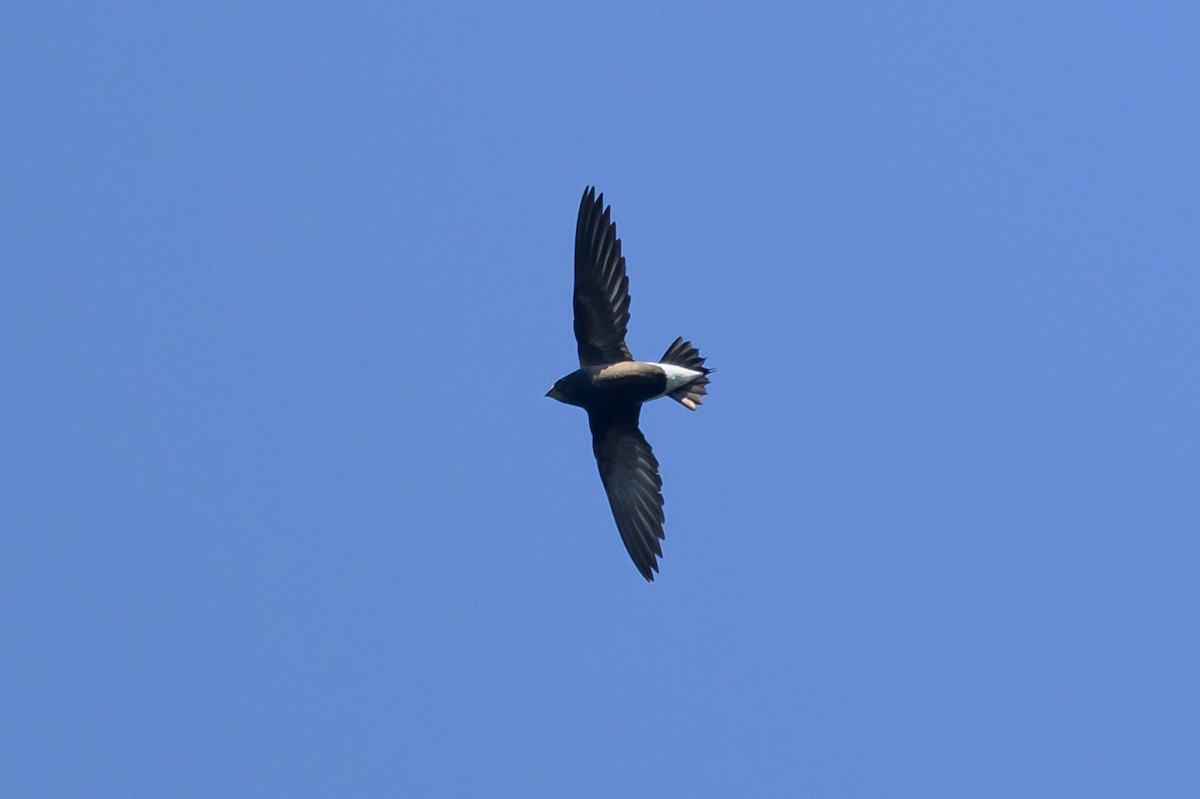Brown-backed Needletail - ML646783584