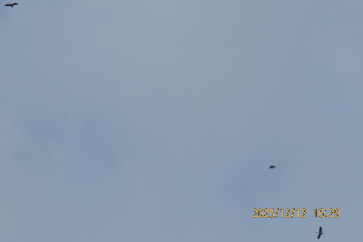 Asian Openbill - ML646783586