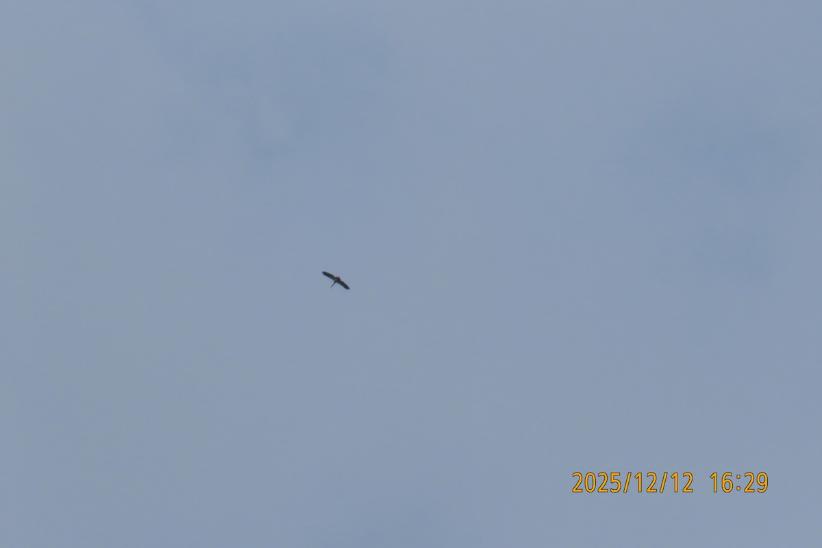 Asian Openbill - ML646783588