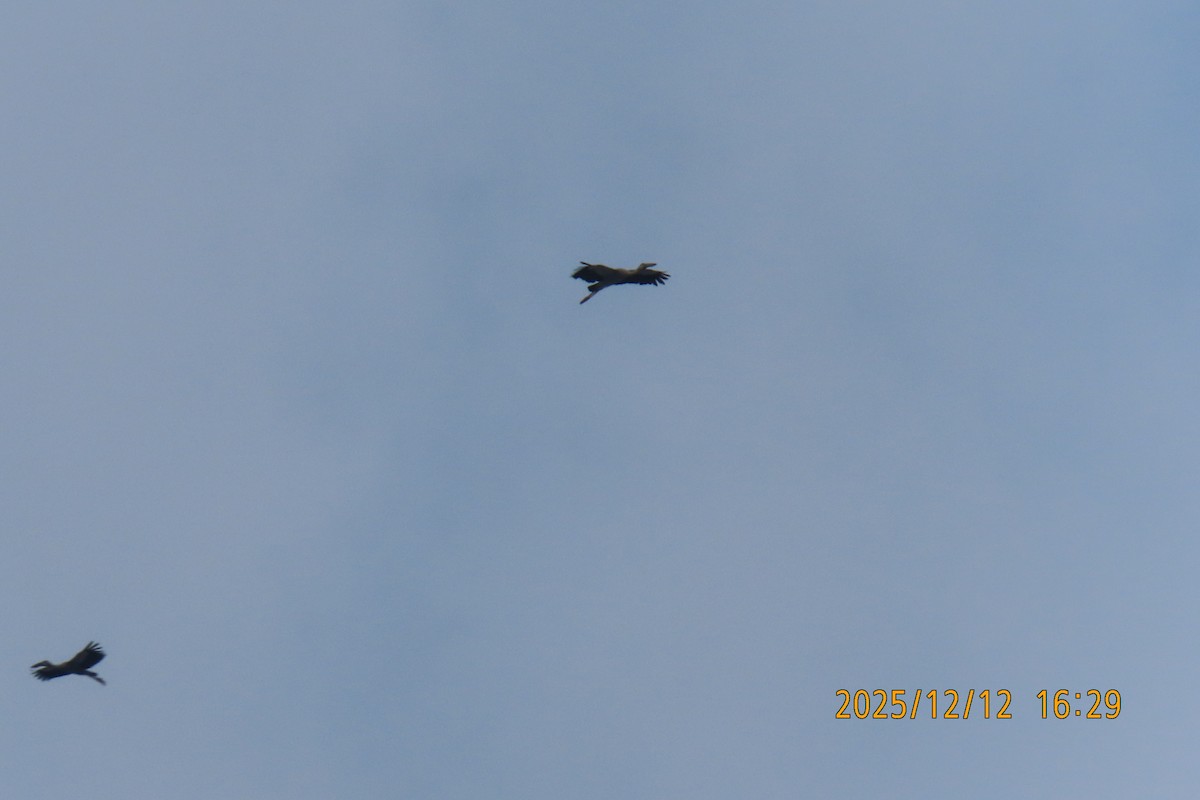 Asian Openbill - ML646783589