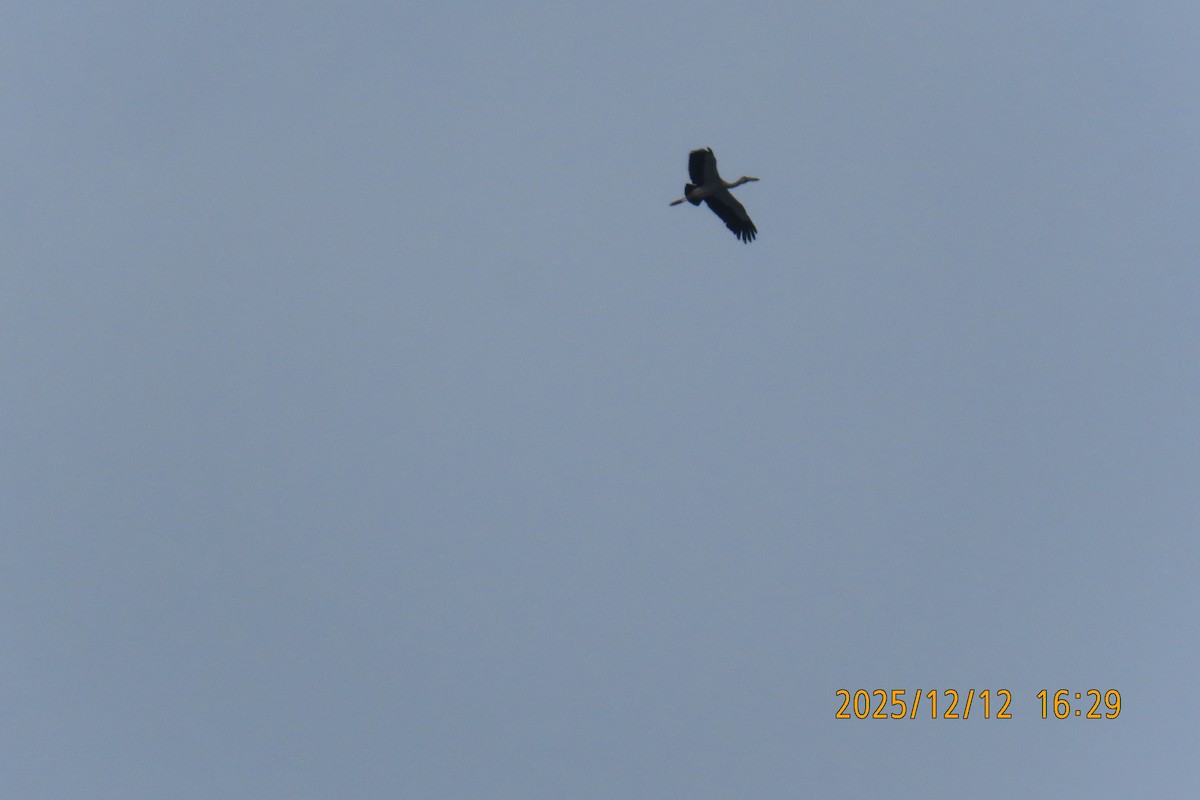 Asian Openbill - ML646783590