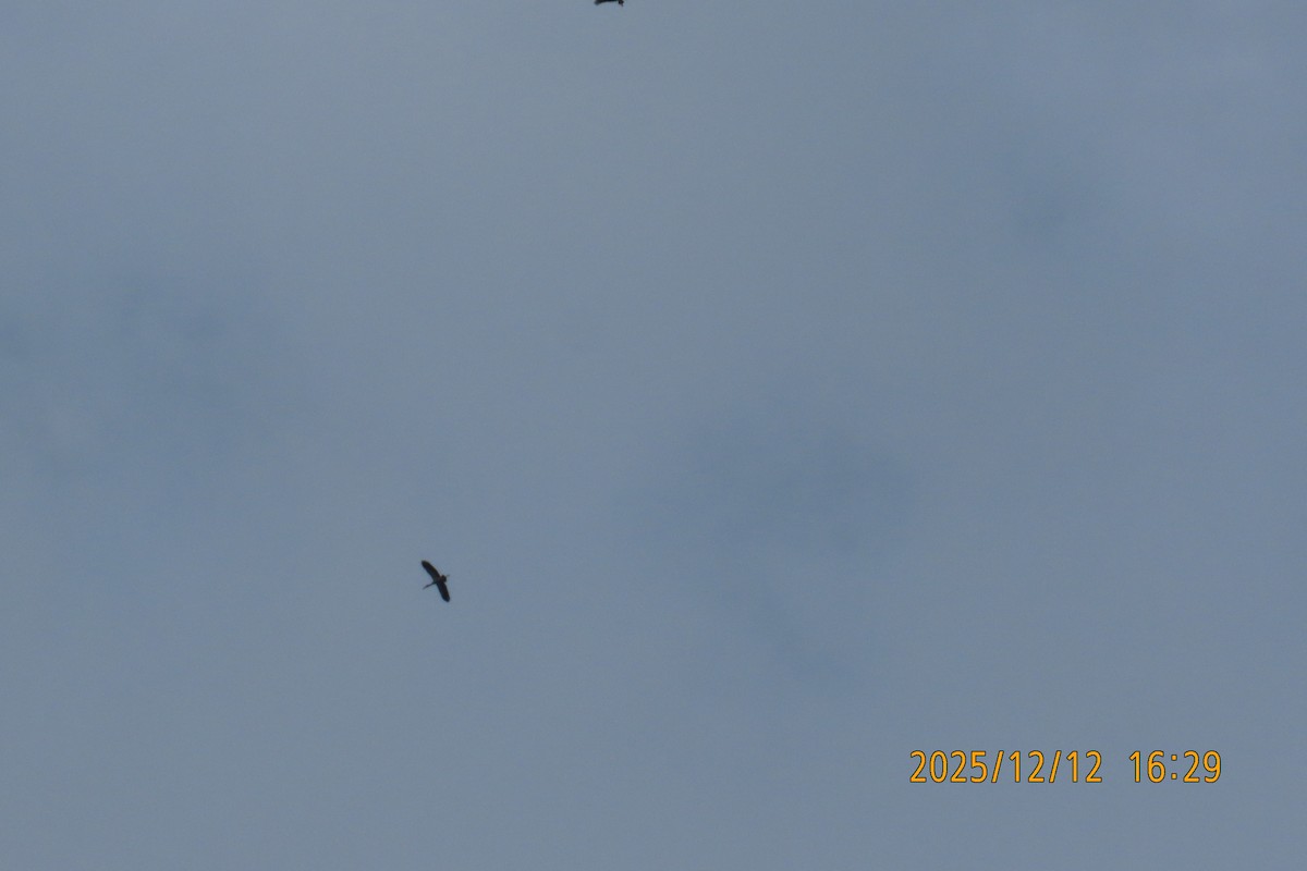 Asian Openbill - ML646783591