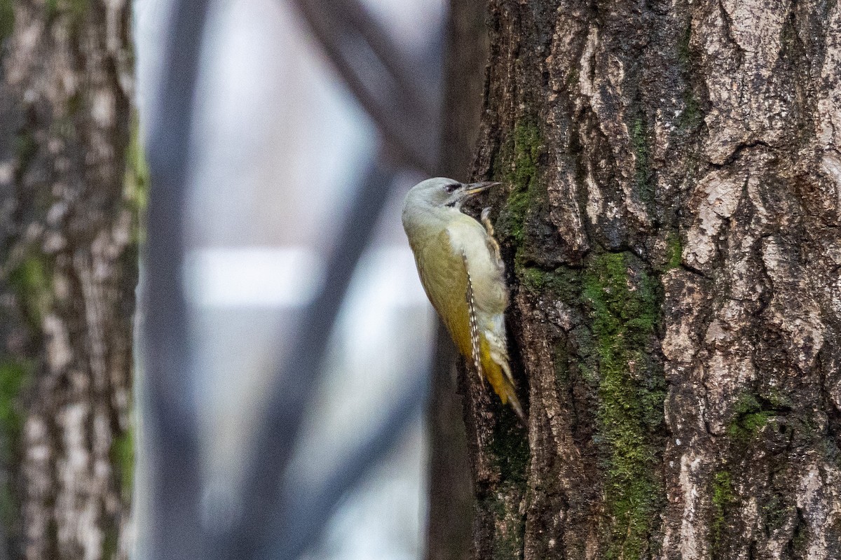 Gray-headed Woodpecker - ML646783592