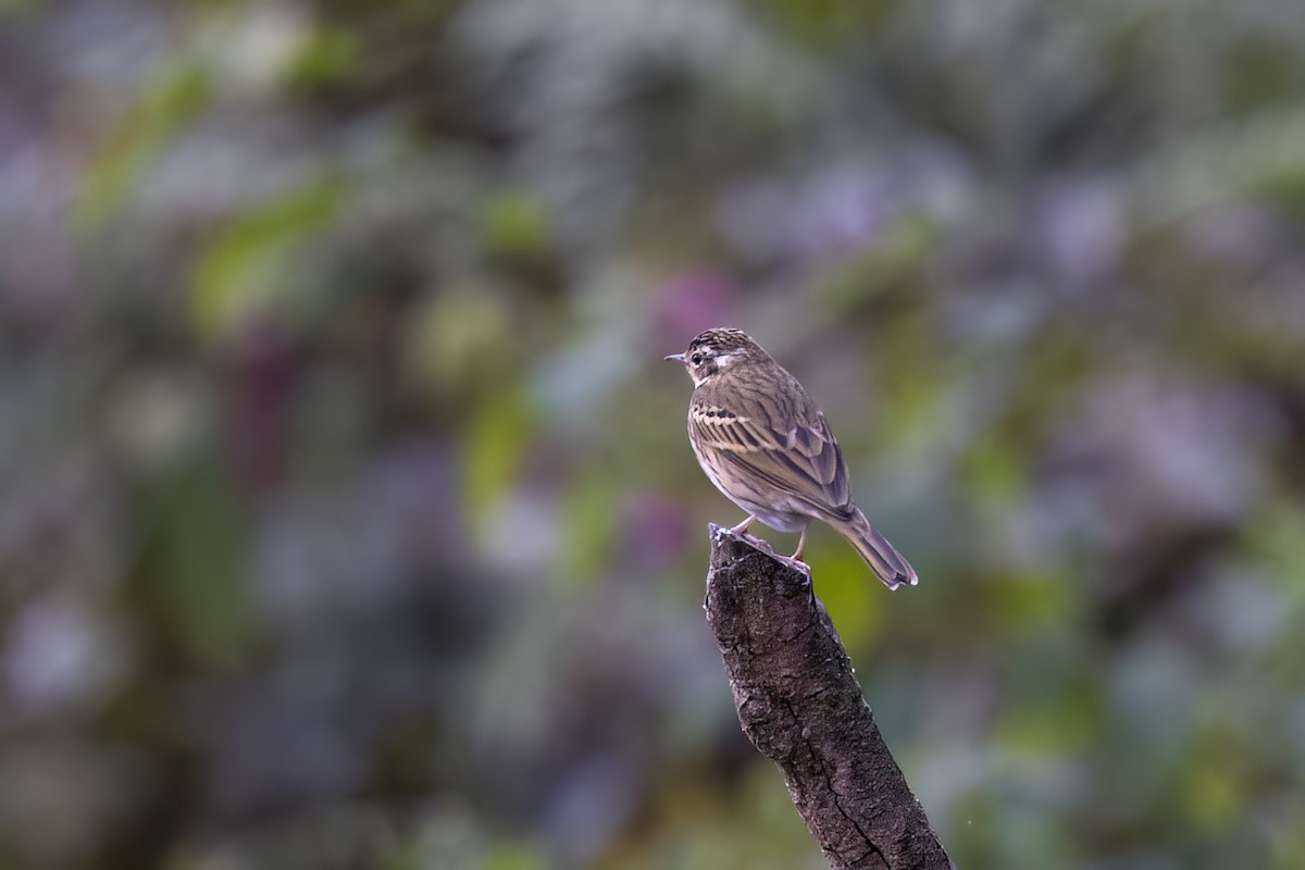 Olive-backed Pipit - ML646783593