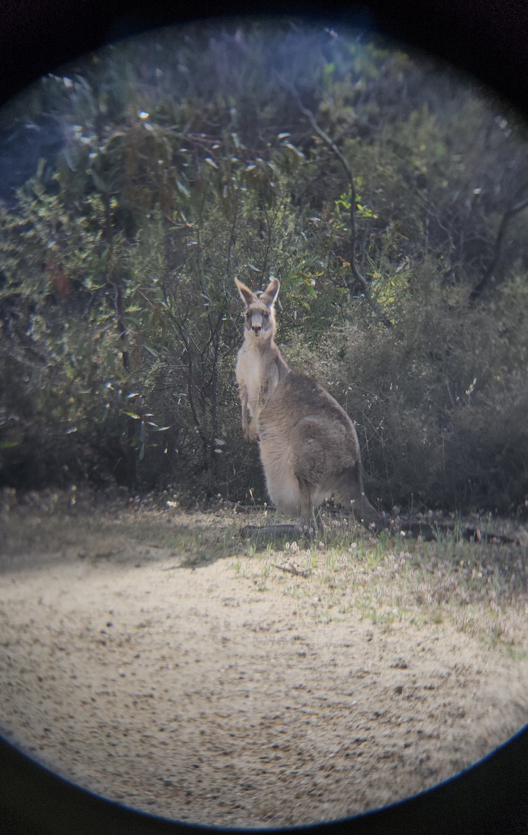 Animals - ML646783594