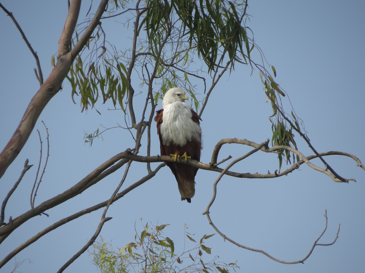 Brahminy Kite - ML646783595