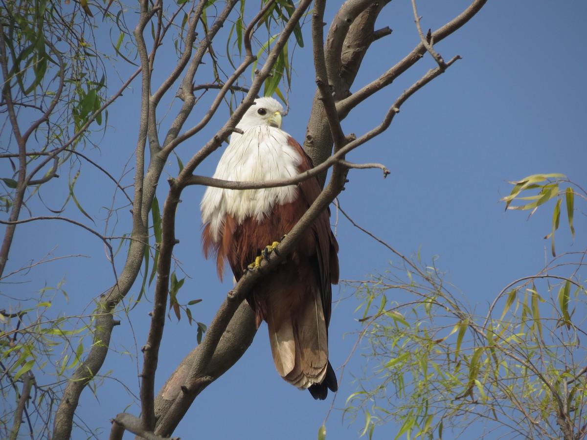 Brahminy Kite - ML646783596