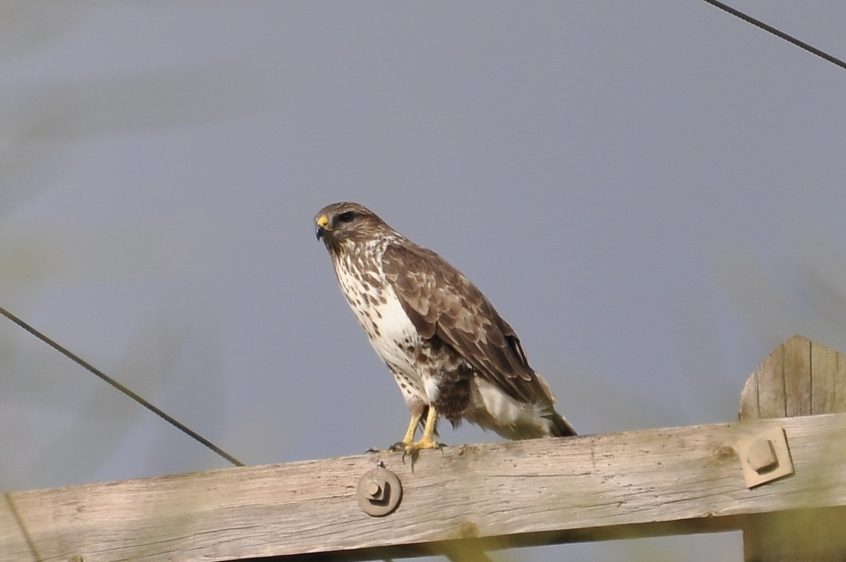 Common Buzzard - ML646783599