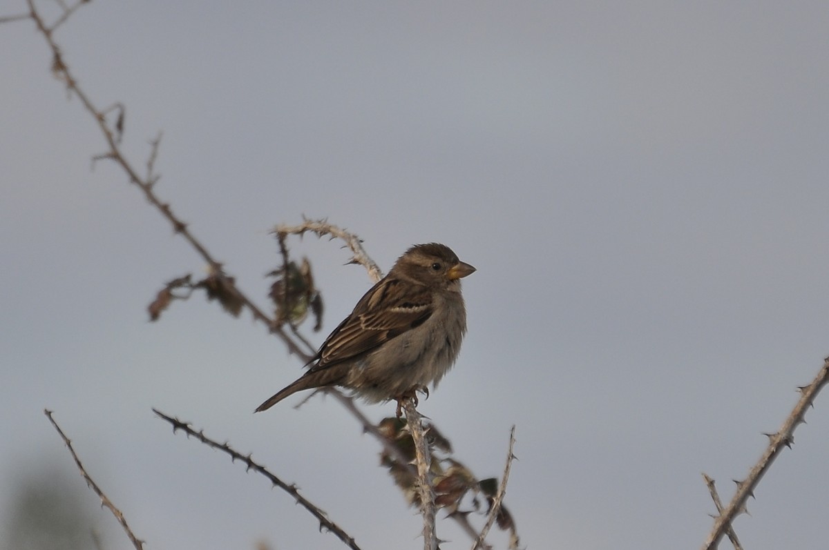 House Sparrow - ML646783600