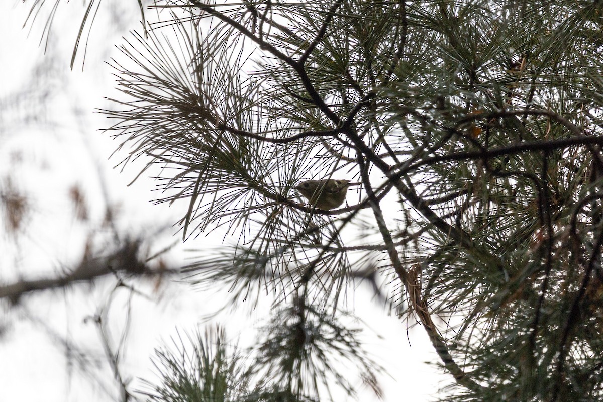 Goldcrest - ML646783601