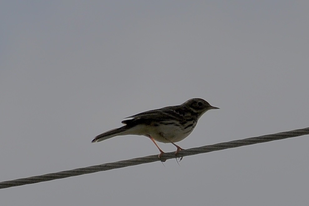 Meadow Pipit - ML646783602