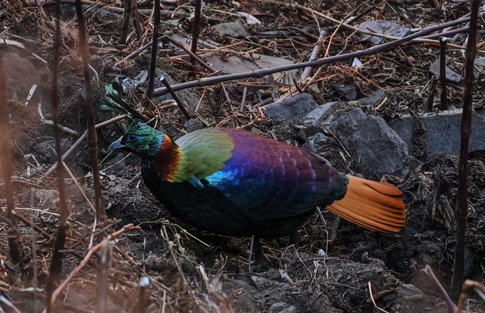 Himalayan Monal - ML646783603