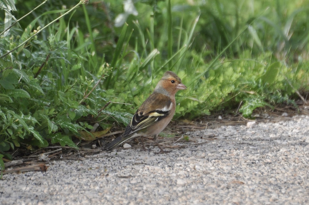 Common Chaffinch - ML646783604