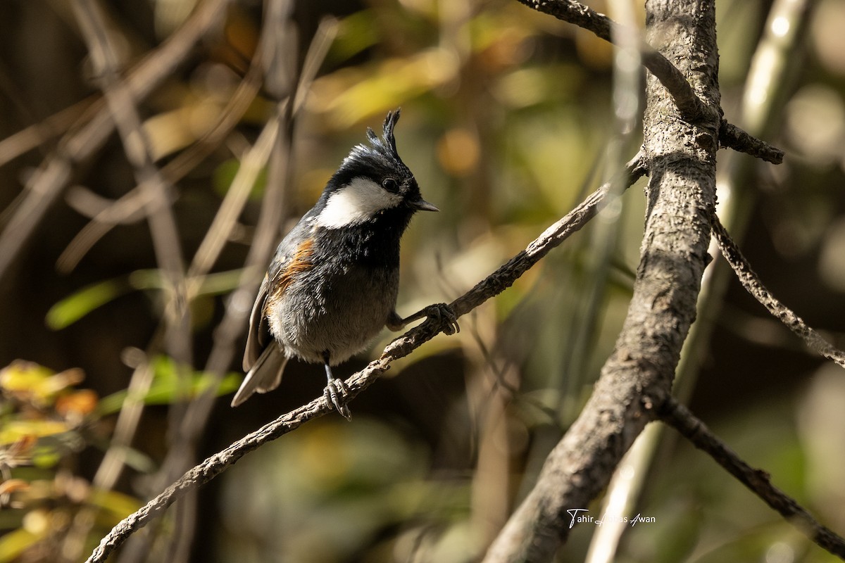 Coal Tit - ML646783605