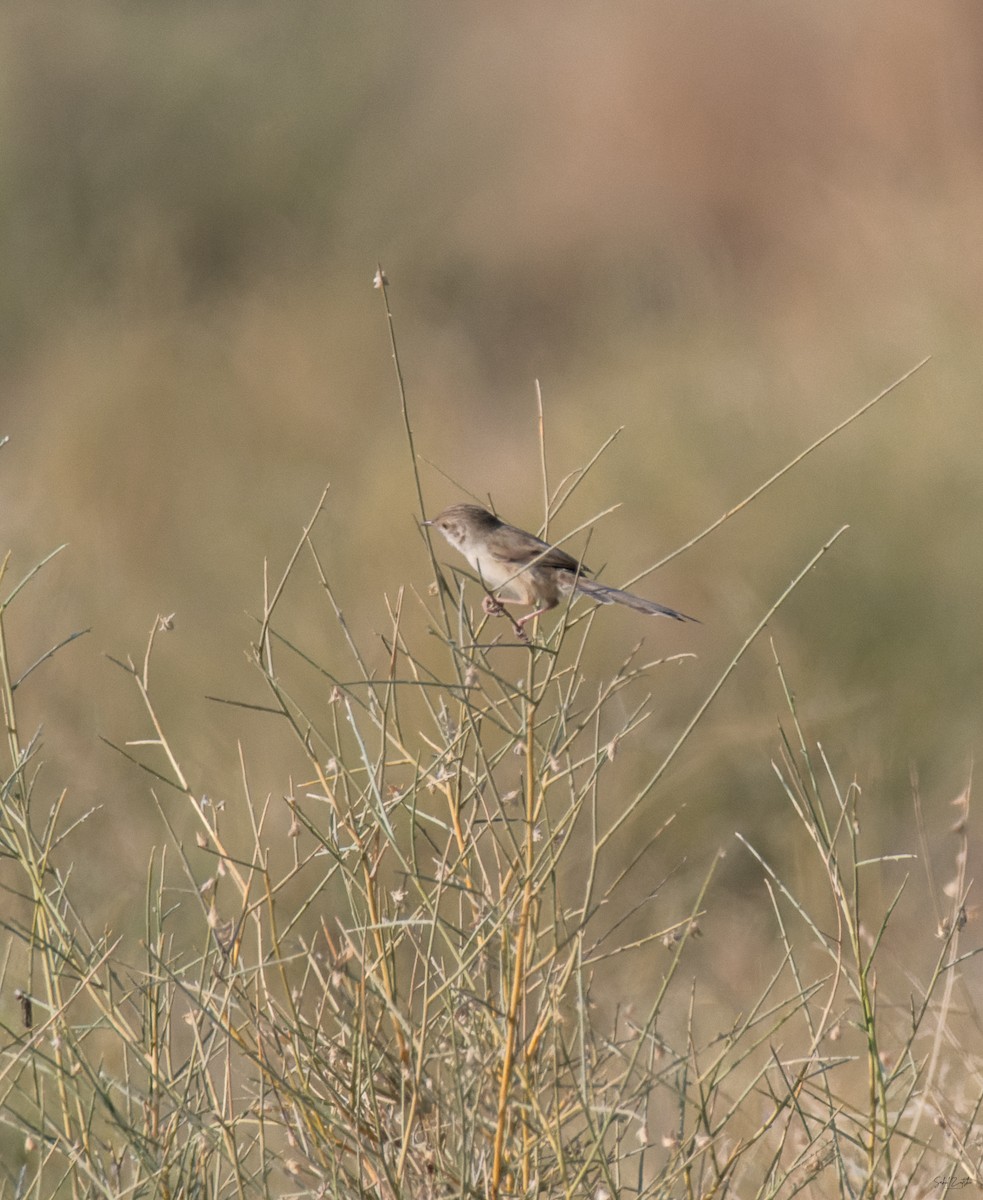 Delicate Prinia - ML646783606