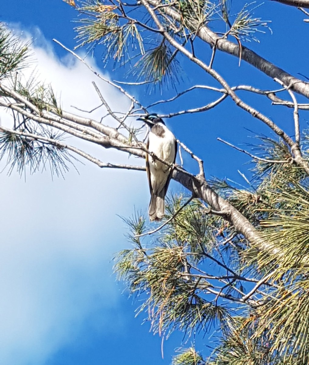 Blue-faced Honeyeater - ML646783607
