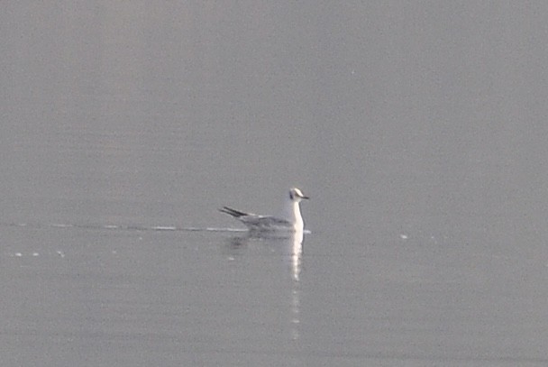 Black-headed Gull - ML646783608