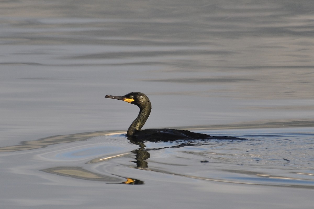 European Shag - ML646783609