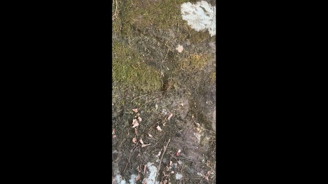 ヒマラヤキバシリ - ML646783610