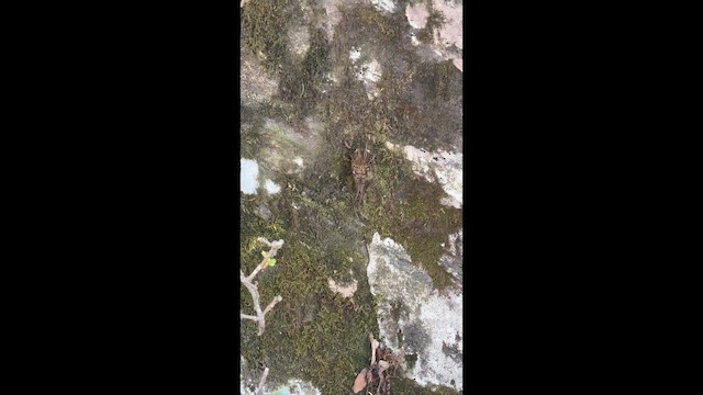 ヒマラヤキバシリ - ML646783611