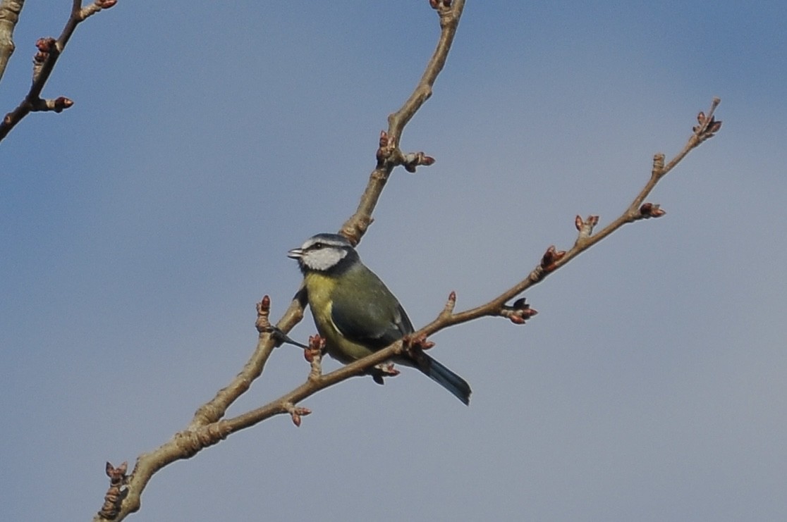 Eurasian Blue Tit - ML646783612