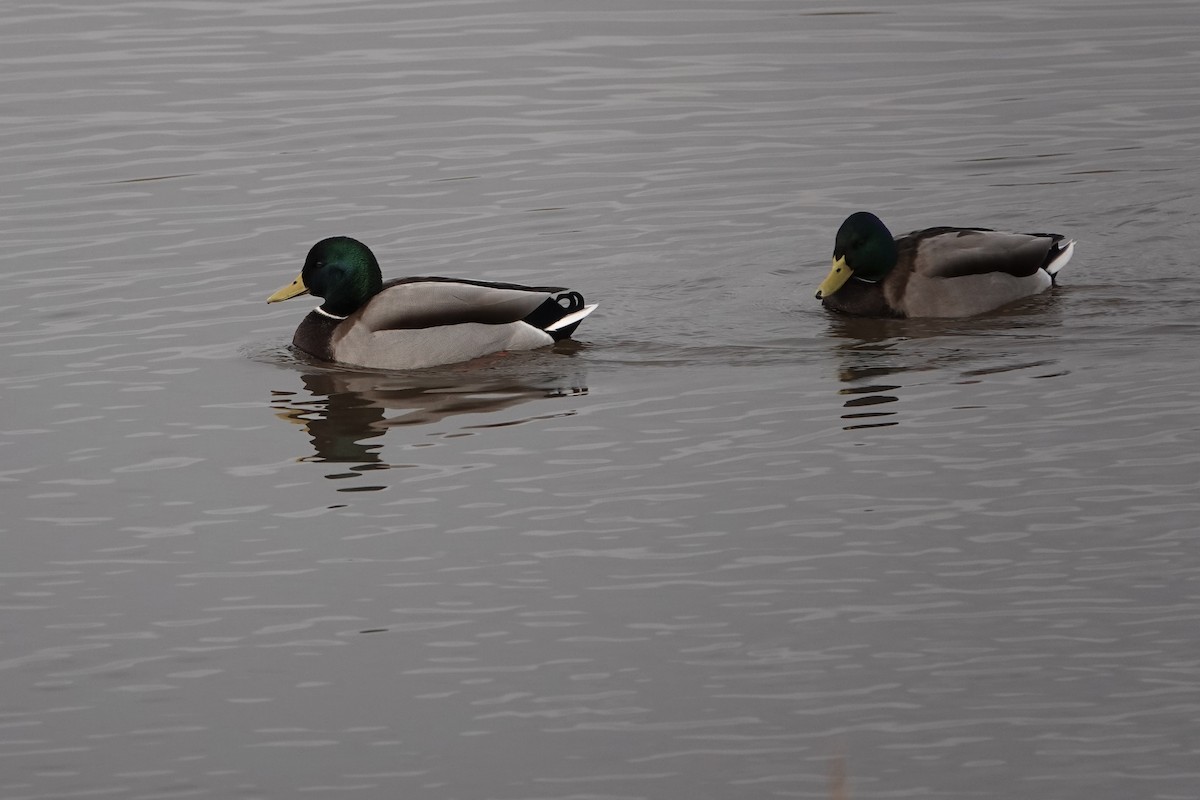 Mallard - ML646783614