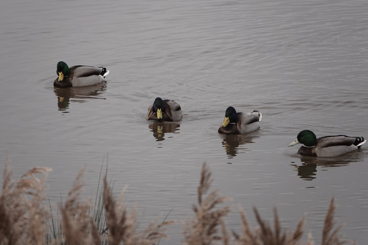 Mallard - ML646783615