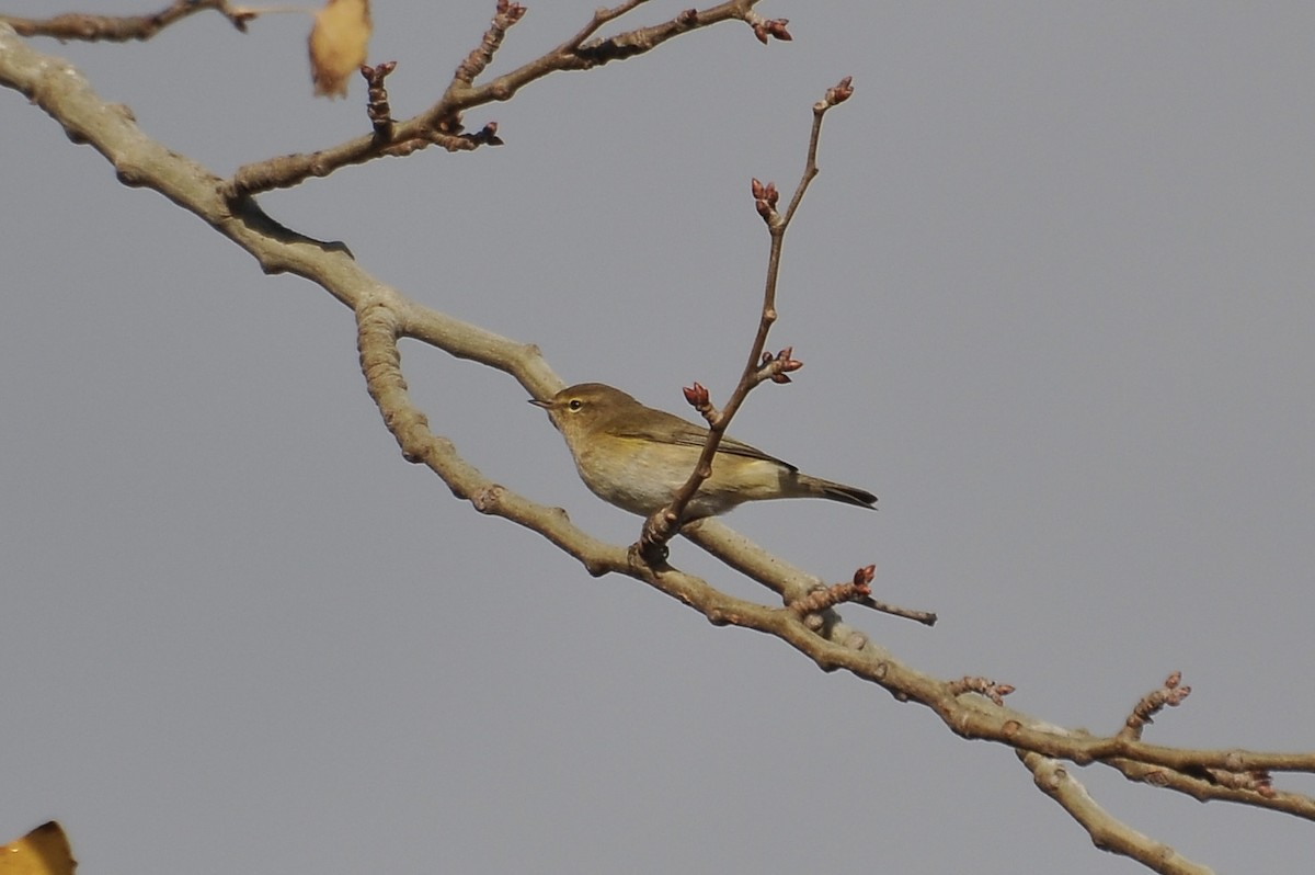 Пеночка-теньковка - ML646783617