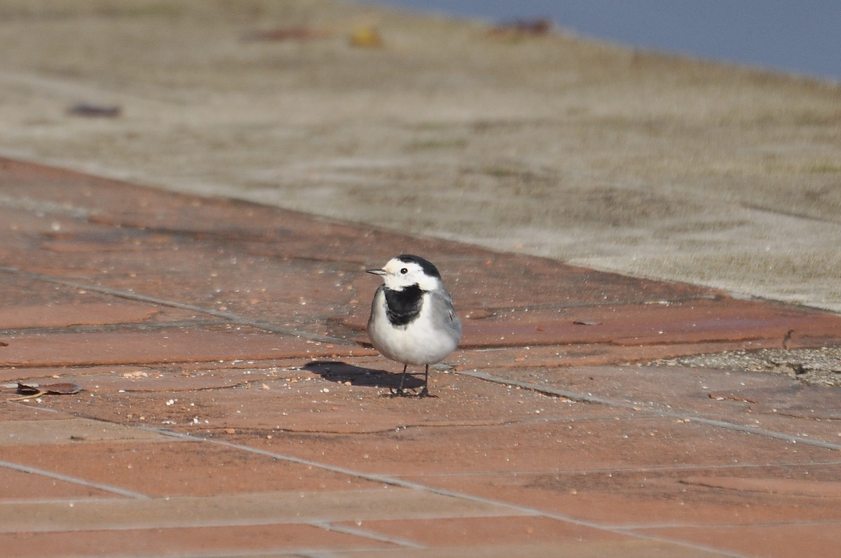 Белая трясогузка - ML646783618