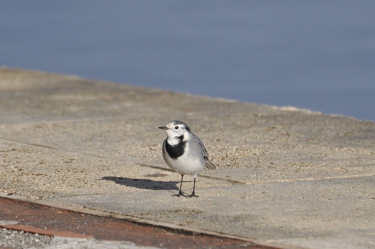 Белая трясогузка - ML646783619