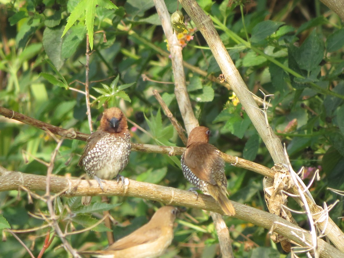 Scaly-breasted Munia - ML646783621