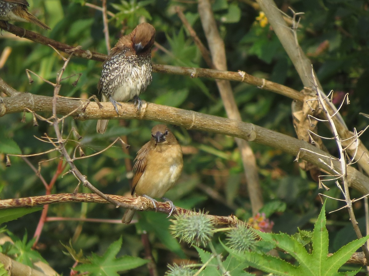 Scaly-breasted Munia - ML646783622