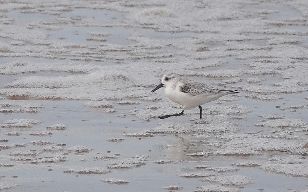 Txirri zuria - ML646783623