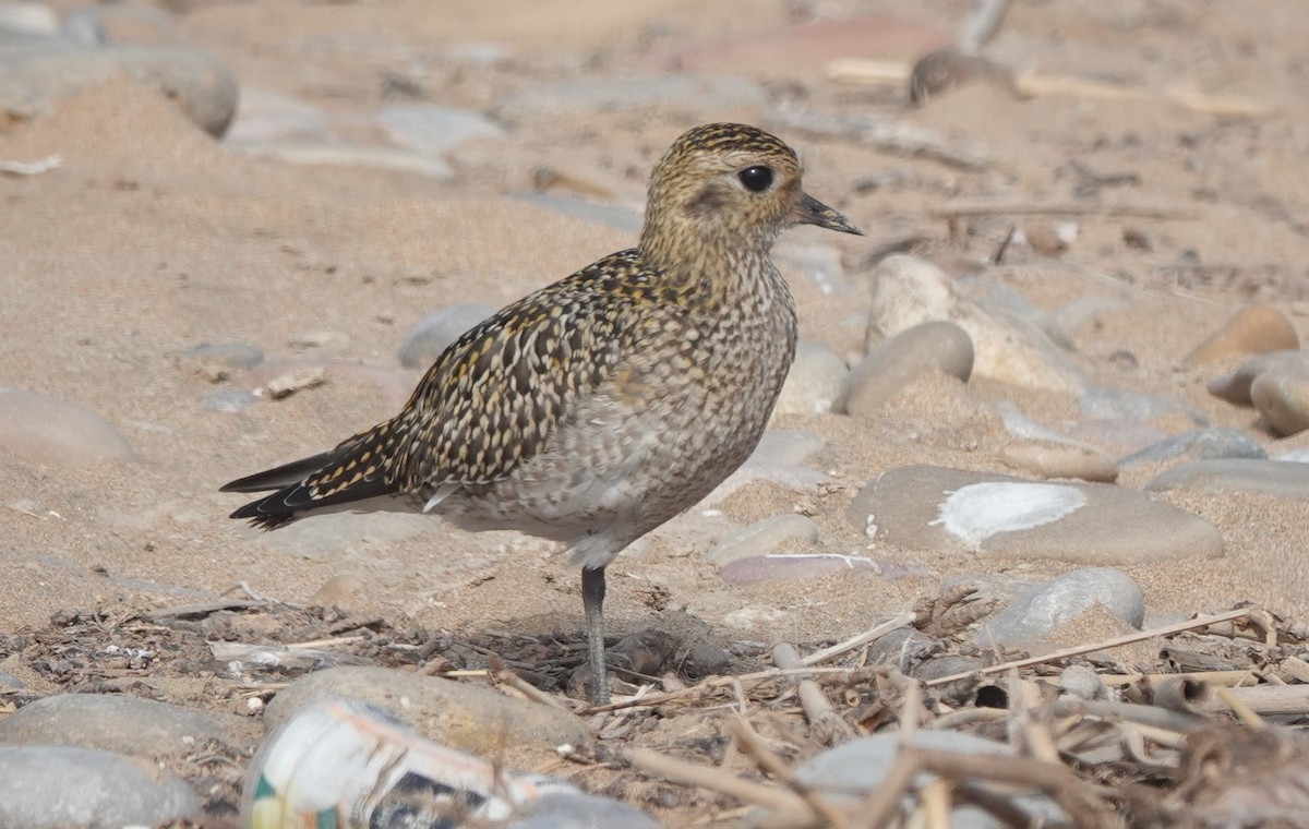 Сивка звичайна - ML646783634