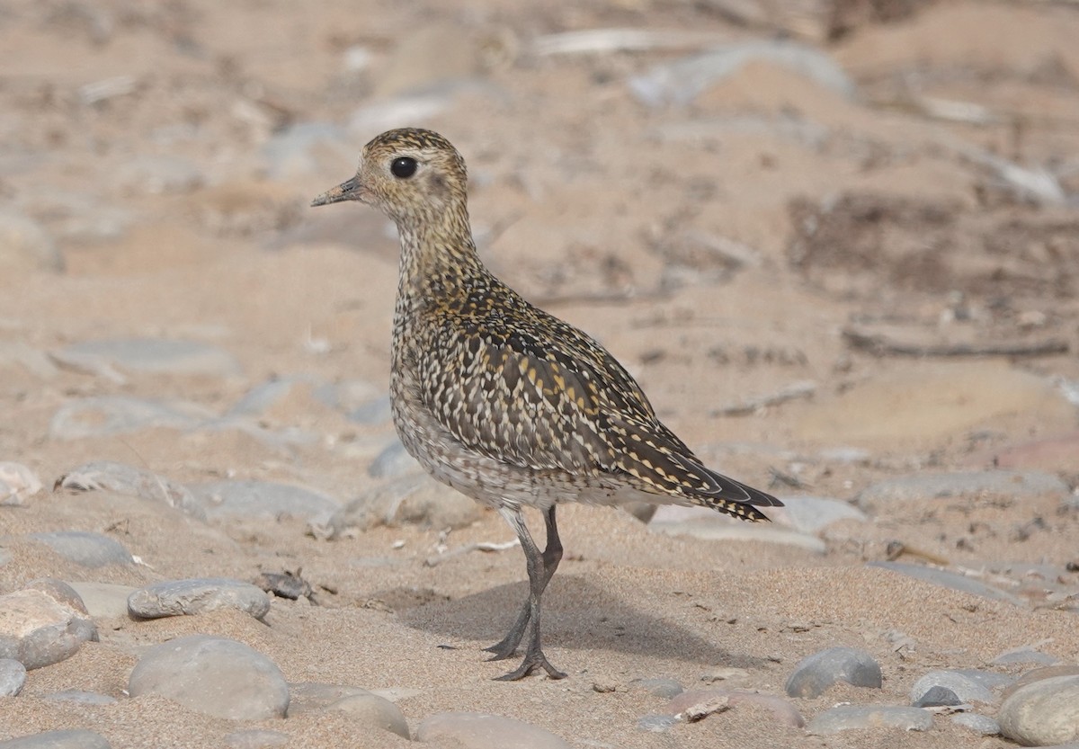 Сивка звичайна - ML646783635