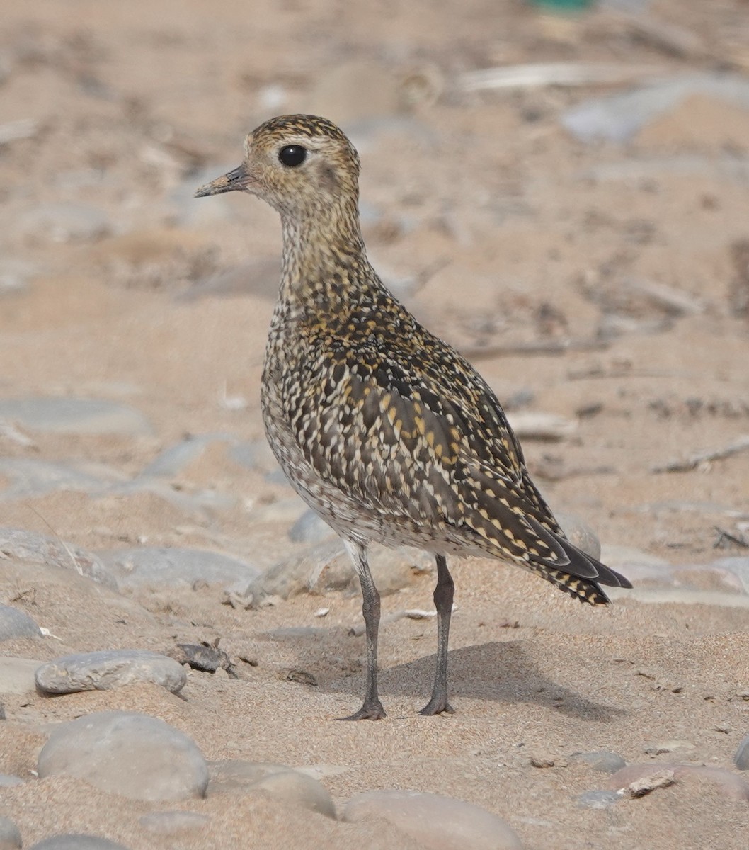 Сивка звичайна - ML646783636