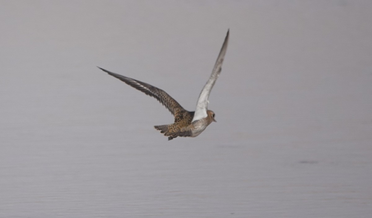 Сивка звичайна - ML646783637