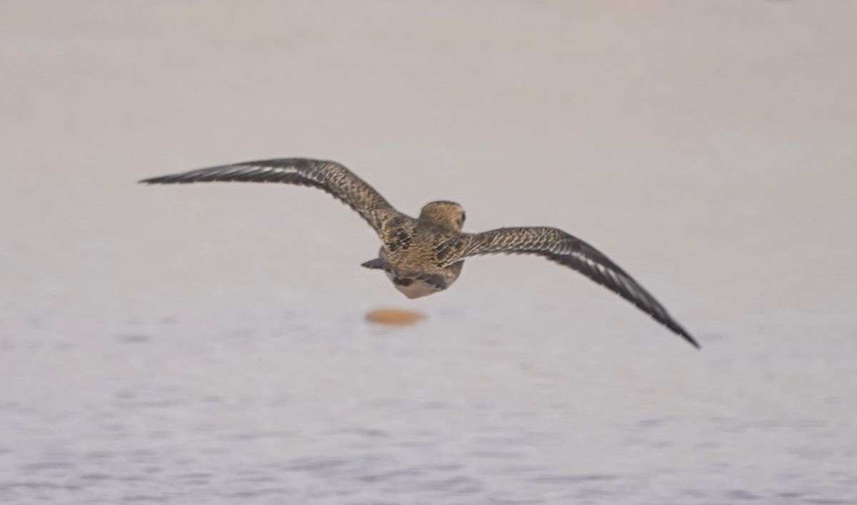 Сивка звичайна - ML646783638