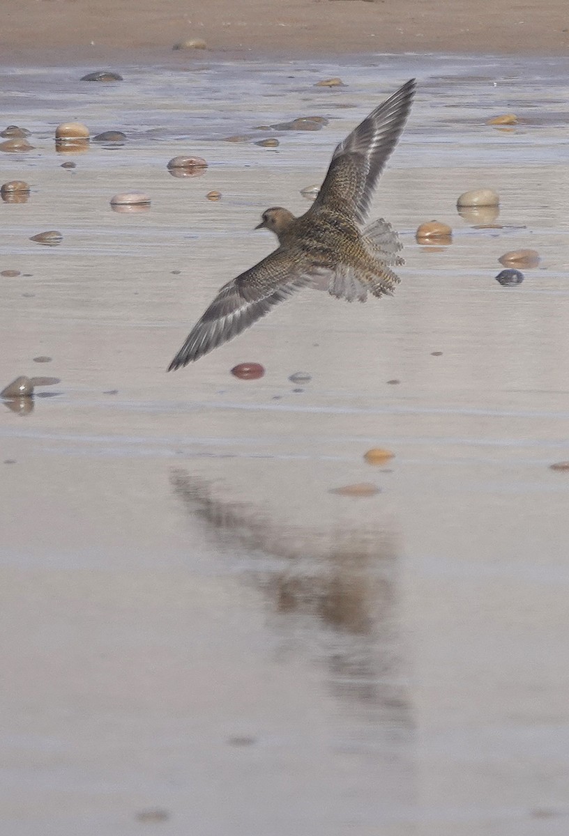 Сивка звичайна - ML646783639