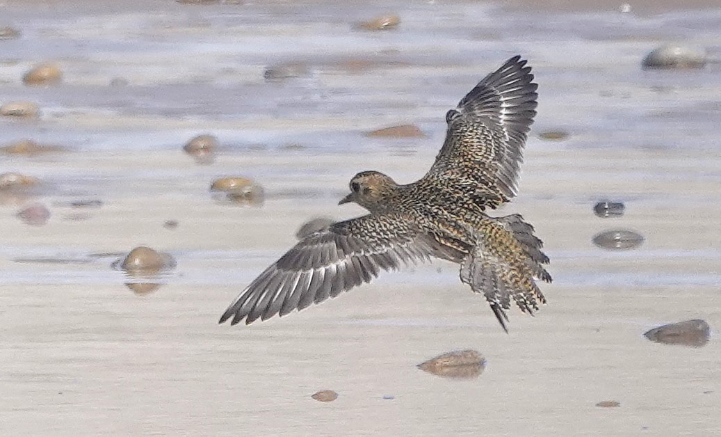 Сивка звичайна - ML646783640