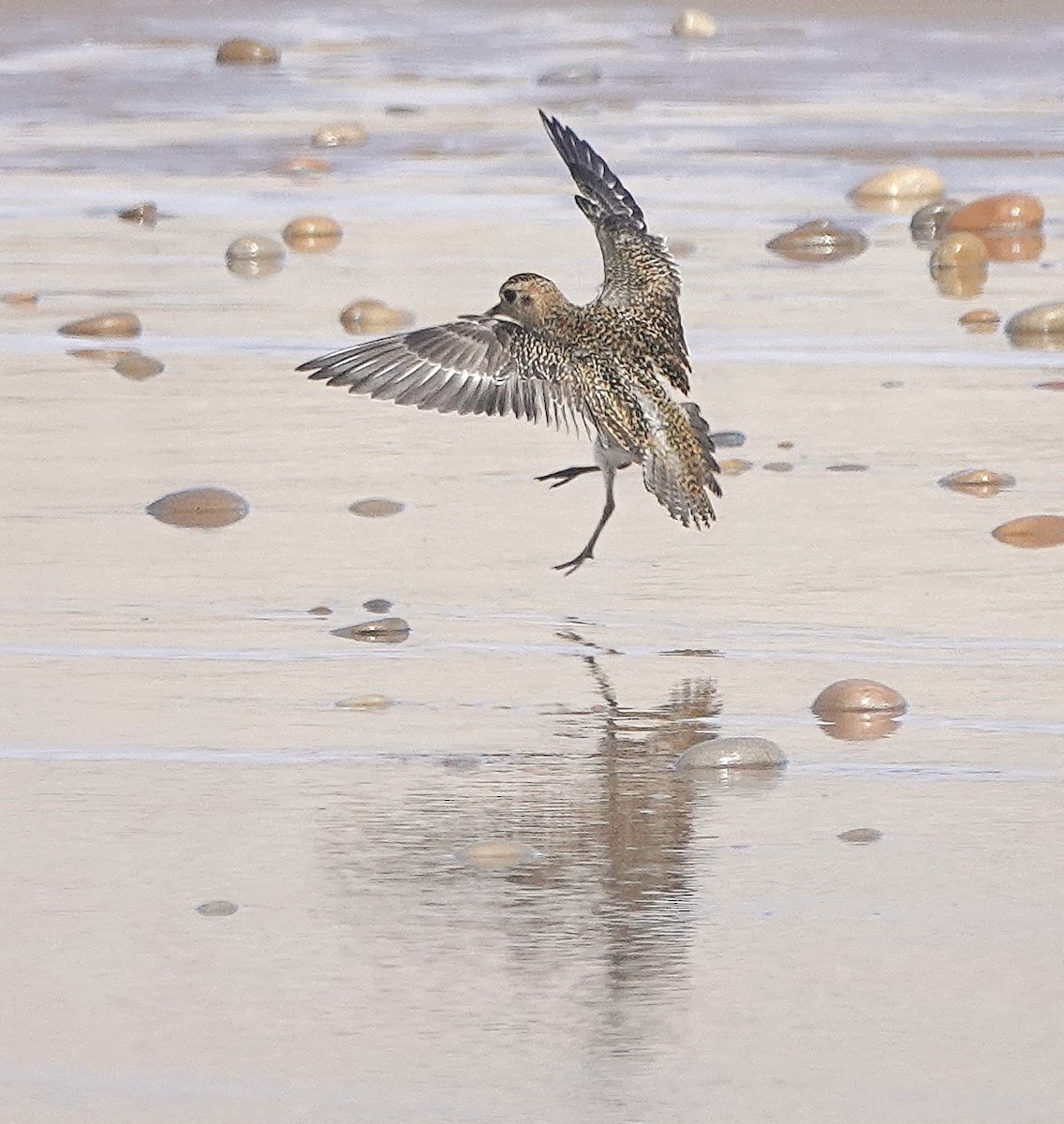 Сивка звичайна - ML646783641