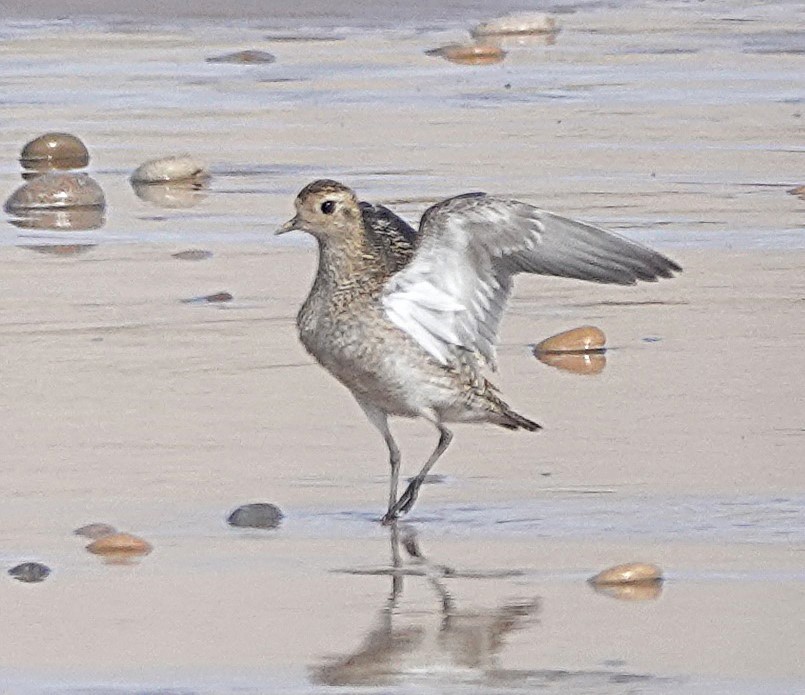 Сивка звичайна - ML646783642