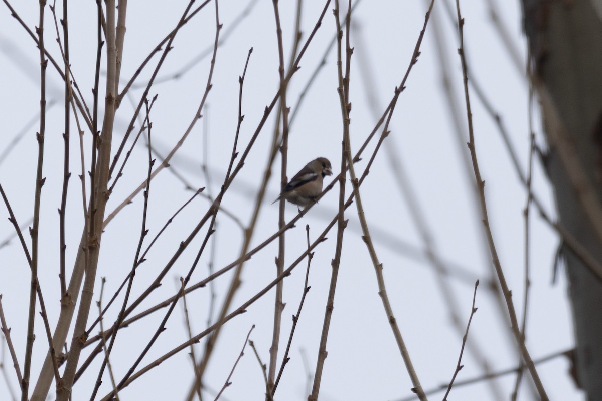 Hawfinch - ML646783644
